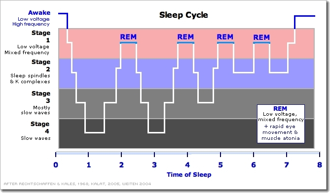 چرخه خواب و بیداری (Sleep-Wake Cycle)